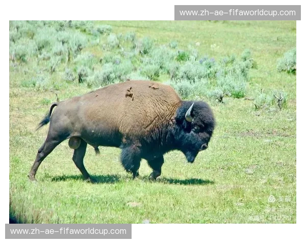 荒野终极霸权的巅峰对决：当北美野牛撞上格里兹利棕熊，谁才是真正的众神之王？